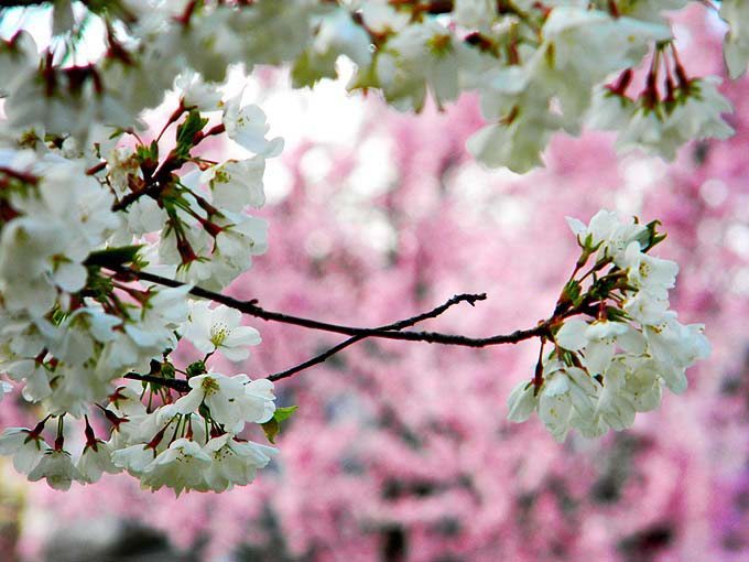 cambridge_ma_boston_usa_pink_light_spring_flowers_bloom_blossom_beautiful_tree_branch_white_focus