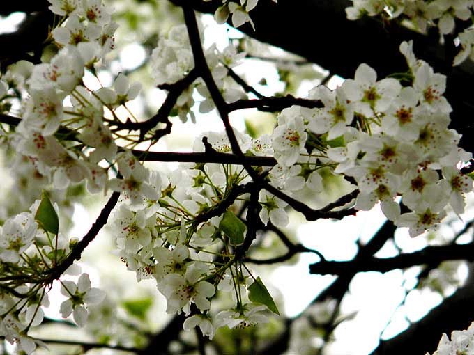 cambridge_ma_boston_usa_white_spring_flowers_bloom_blossom_beautiful_tree