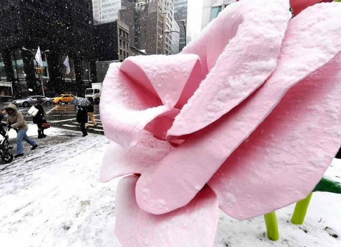 roses_public_art_sculpture_new_york_street_usa_america_pink_red_large_big_petal_snow_winter