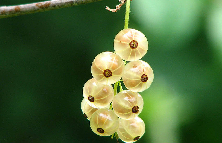 gooseberry-health-benefits-list-of-berries-healthy-food