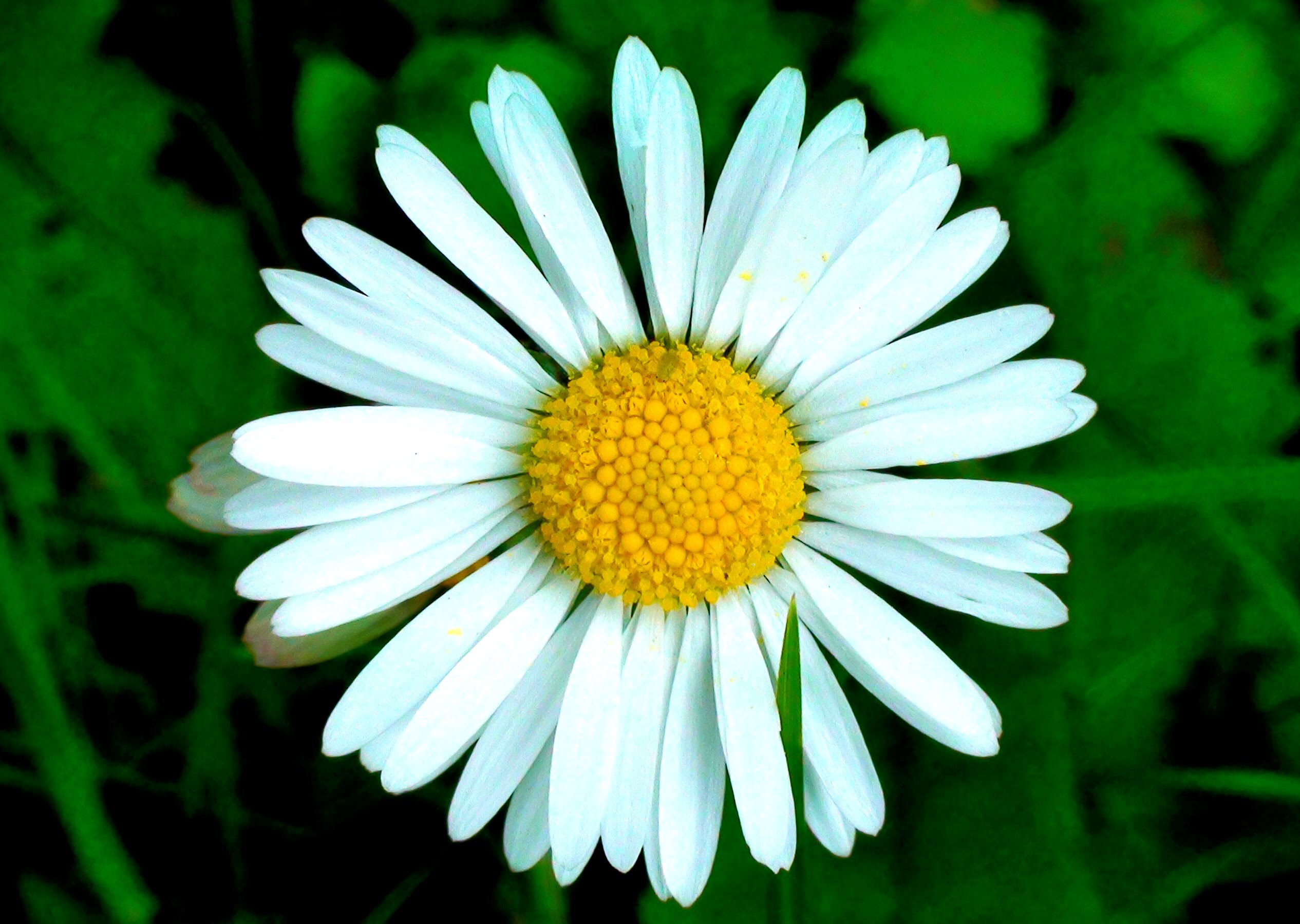 daisy-beautiful-beauty-flowers-around-the-world-colorful-buds-colors-ideas-blossoms-cute-flower