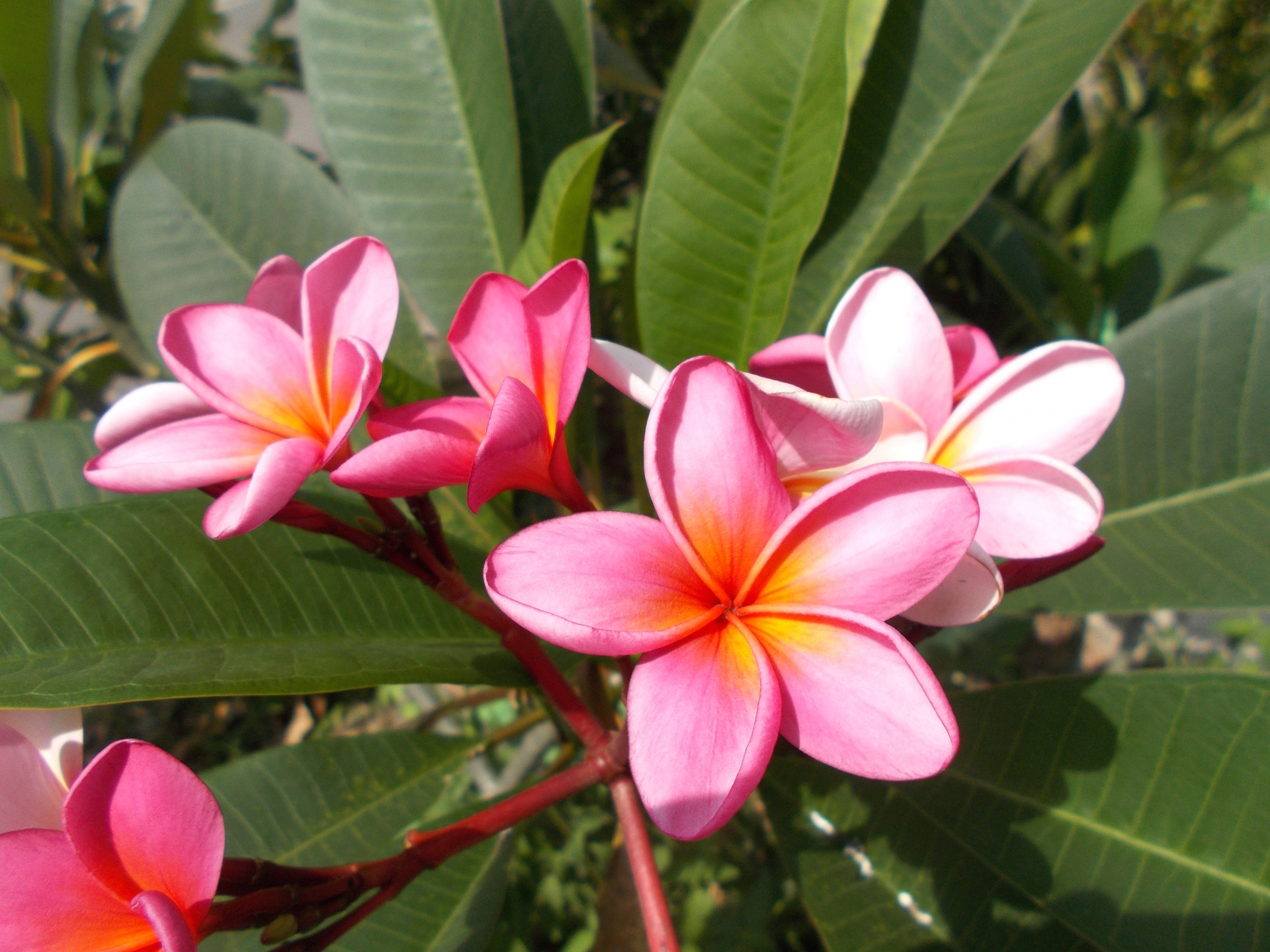 top-beautiful-flowers-around-the-world-colorful-buds-colors-ideas-blossom-plumeria