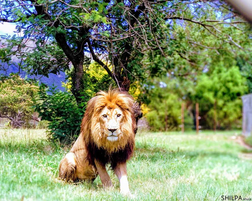 kruger-national-park-lions-maholoholo-south-africa-wildlife