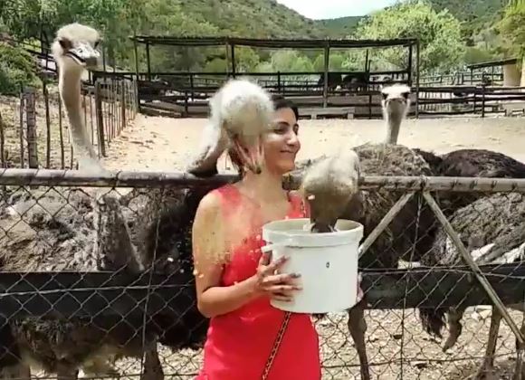 oudtshoorn-places-to-see-South-Africa-Travel-Blog-ostrich farm