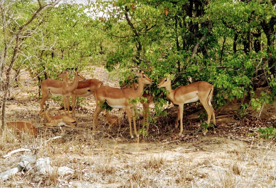 deer africa safari shilpaahujadotcom