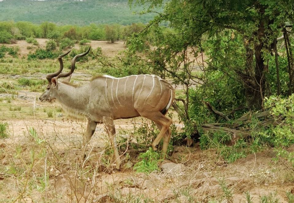 wild animals africa safari shilpaahujadotcom